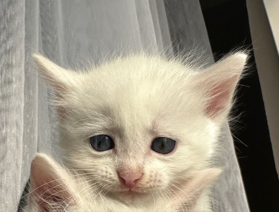 Отдам котенка в ответственные руки