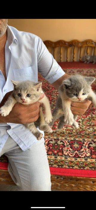 Котята  Британские