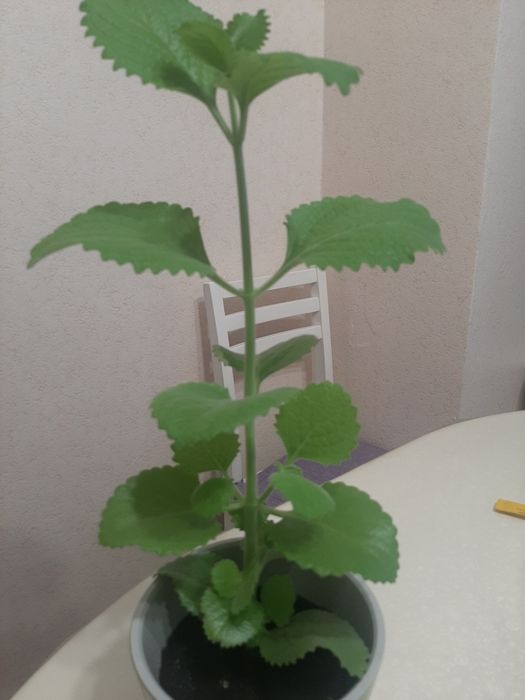 Мята комнатная в горшке с автополивом