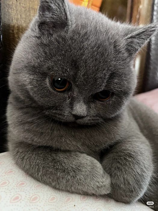 Продаются котята!