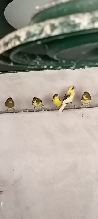 Canari razza spaniola