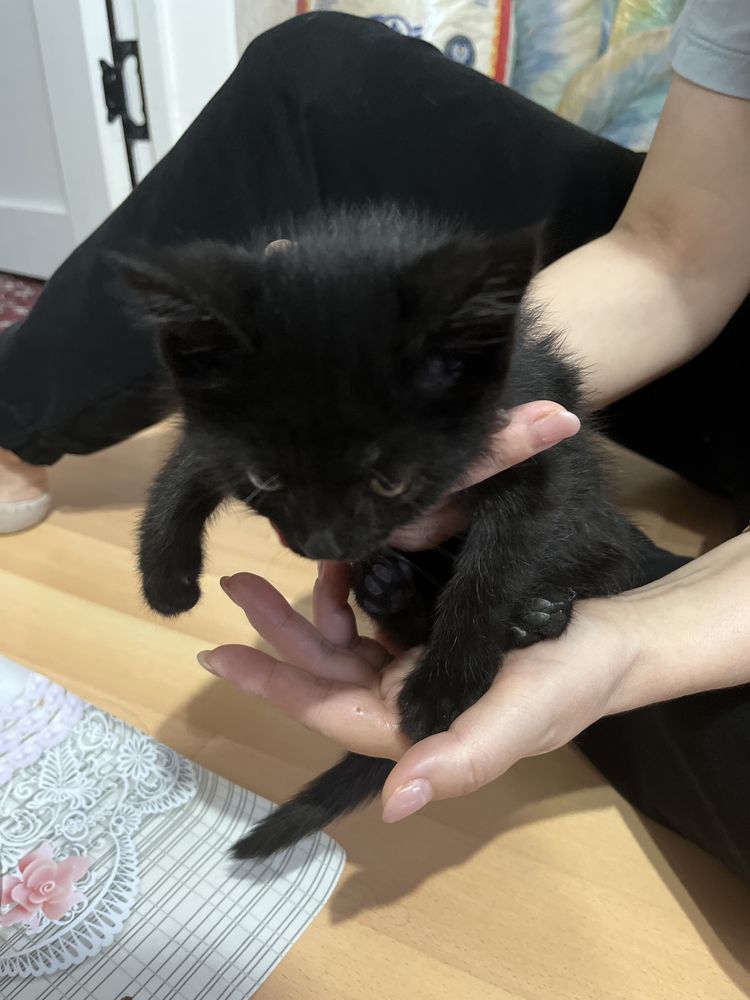 Котенок 2 месяца