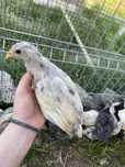 Pui australorp splesh si albastru