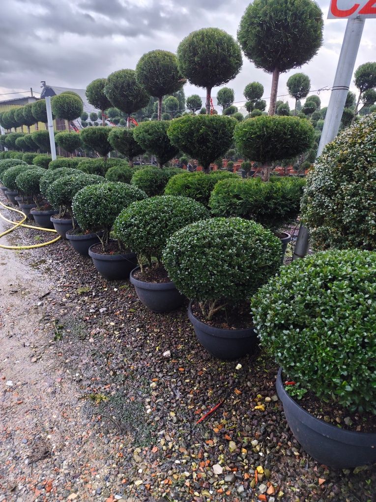 Plante ornamentale aclimatizate