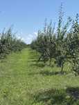 Producator vand prune mari din livada proprie se culeg peste doua sap
