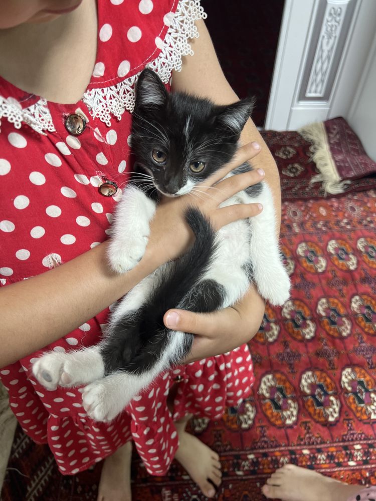 Mushukcha oq va qorali