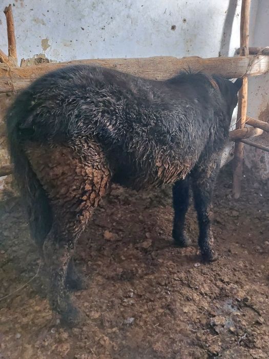 1,5 жасар еркек тайлар сатылады