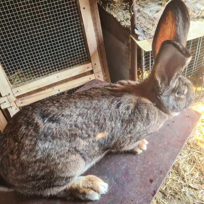 Cușcă iepuri 2 module