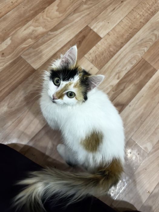 Котёнок в хорошие руки
