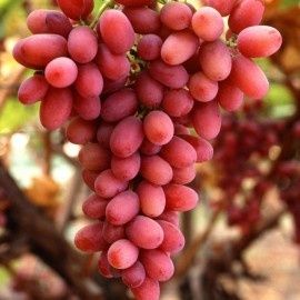 Vita de vie altoita  nobila de masa soiuri roze