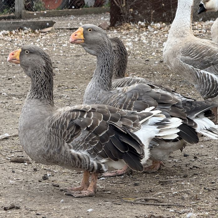Гуси тульские горбоносые