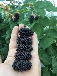 Малина ва Ежевика олий сортлар