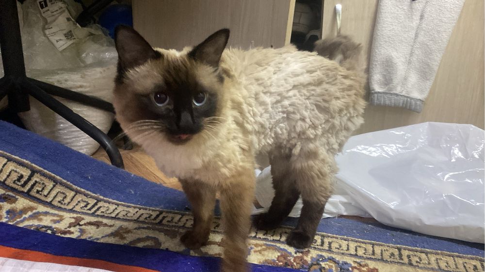 Сиамская кошкааааа