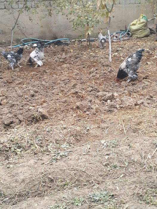 Брама хурозла сотилади