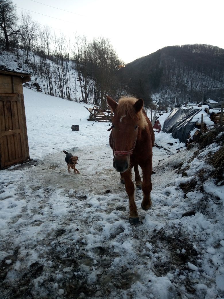 Vând mânză șargă..