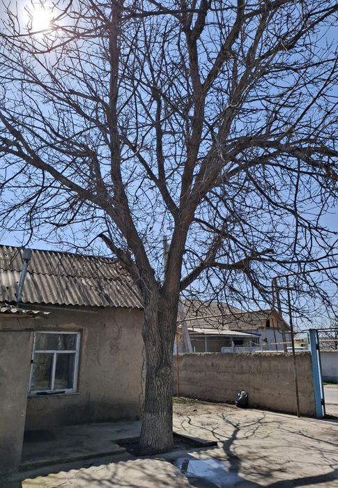 Ореховое дерево продам