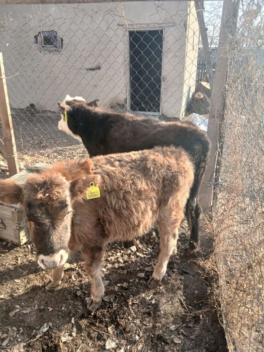 Продам 2 бычка ..