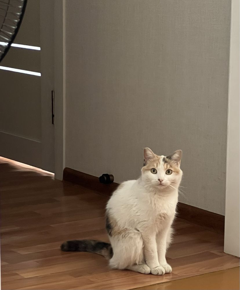 Домашняя кошечка