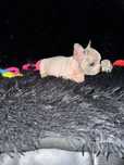 Bulldog Francez Merle Pied