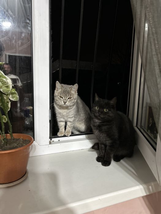 Отдам в добрые, любящие руки котят