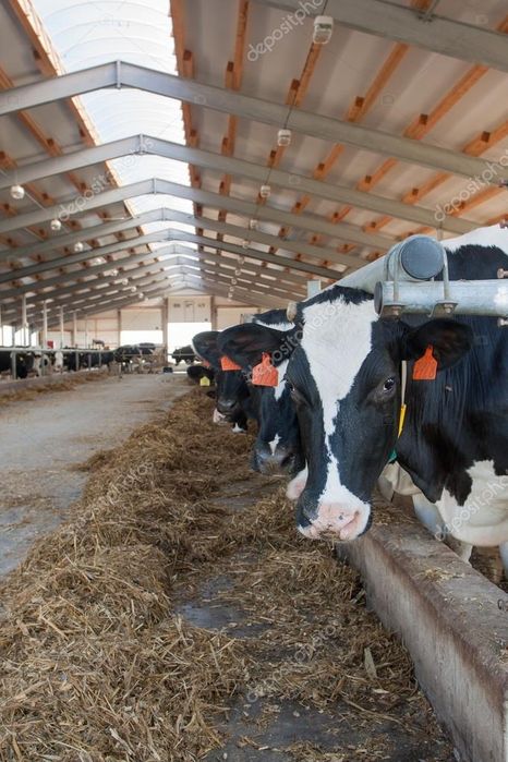 Мол сотилади 1 млнга 2 тасинт бервораман срочно пул кере