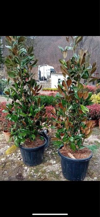 Magnolia grandiflora – Frumusețe nobilă și eleganță naturală