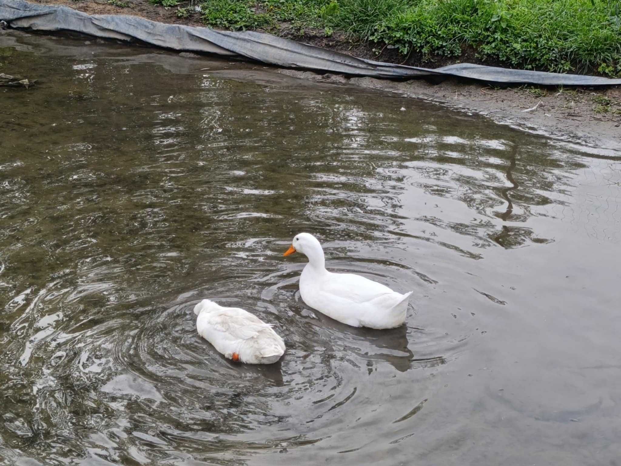 oua de incubat rate Pekin