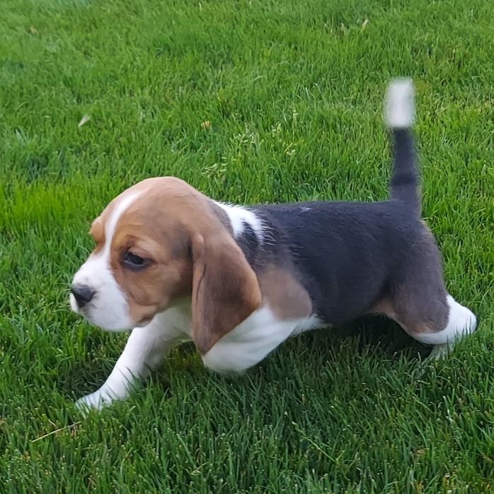 Beagle cu certificat pedigree