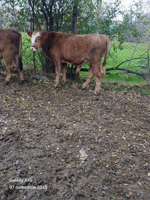 Vând,  Vitei mai multe informații  la numărul de telefon