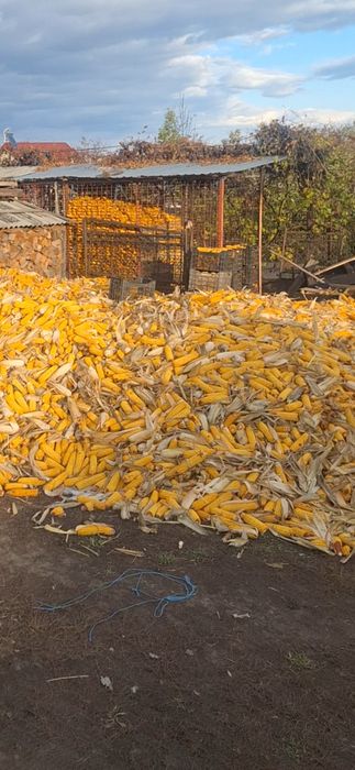 Porumb stiuleti de vanzare