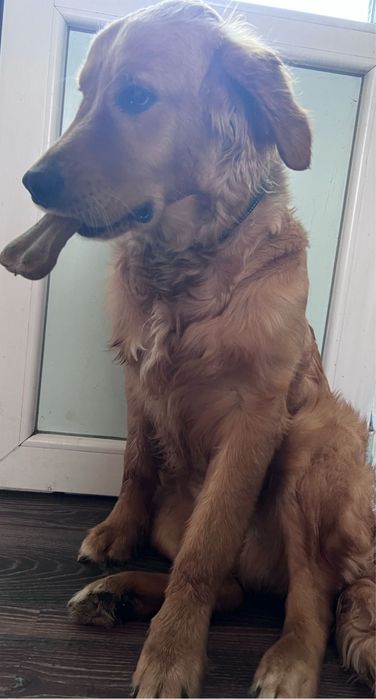Golden retriever