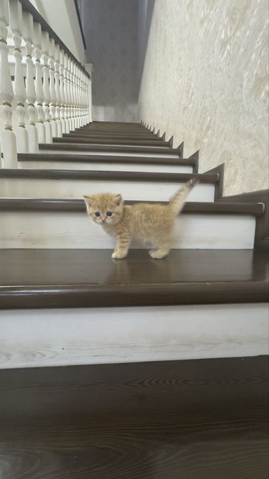 Продаётся чистокровный котята золотая шиншилла