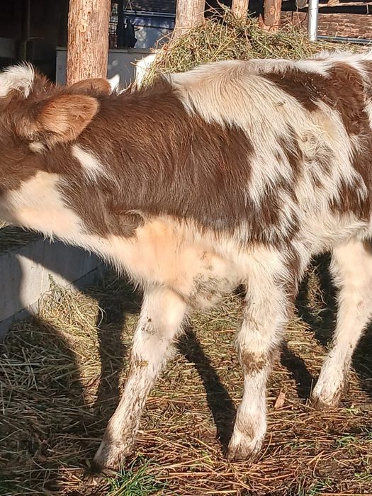 Vând vitea înțărcată de 3 luni