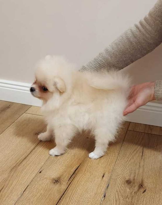 Pomeranian FCI Pedigree, tip A, Beartype, parinti campioni Romania