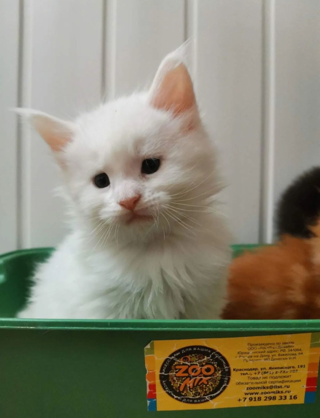 Котята Мейн куны мальчики