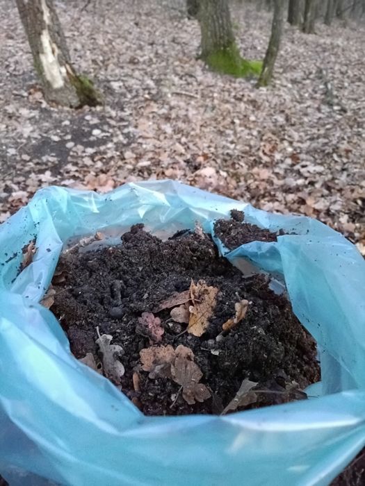 Pământ vegetal pădure