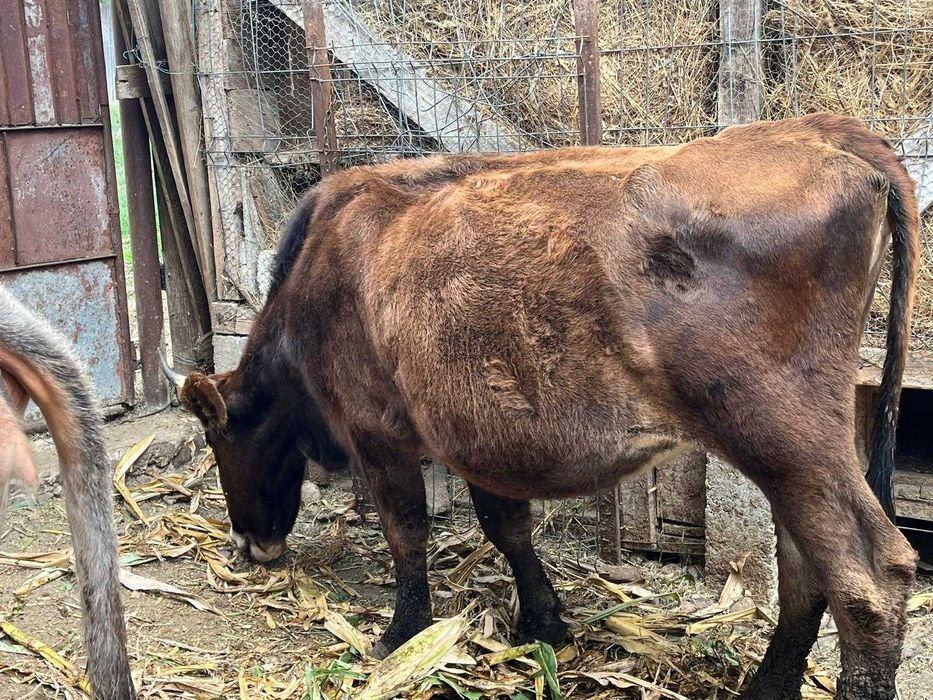 Taur de 1 și două luni,vaca de 2 ani ,pentru prăsilă ,9000 negociabil.