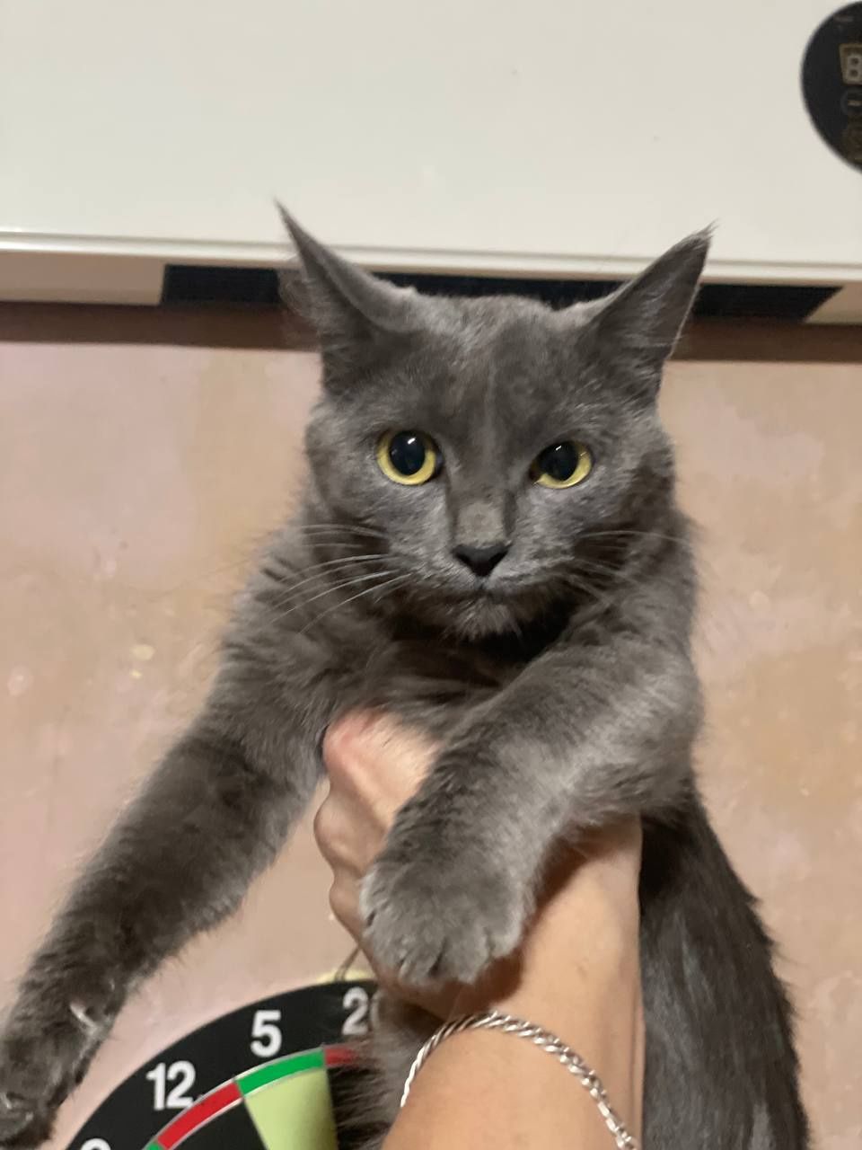 Котята. Отдаются.
