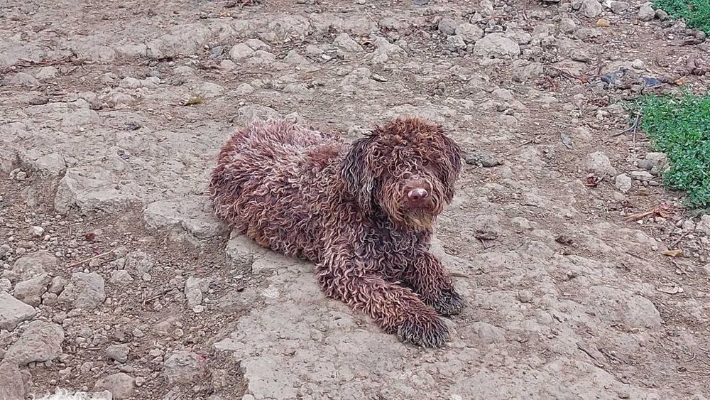 Lagotto Romagnolo cu Pedigree