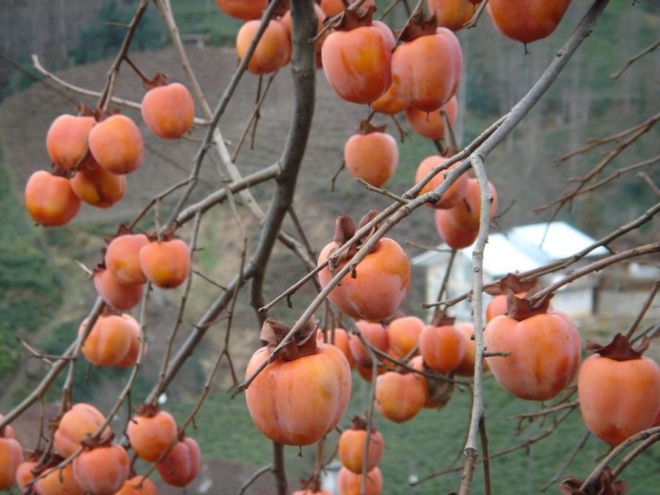 Diospyros kaki Tipo JIRO