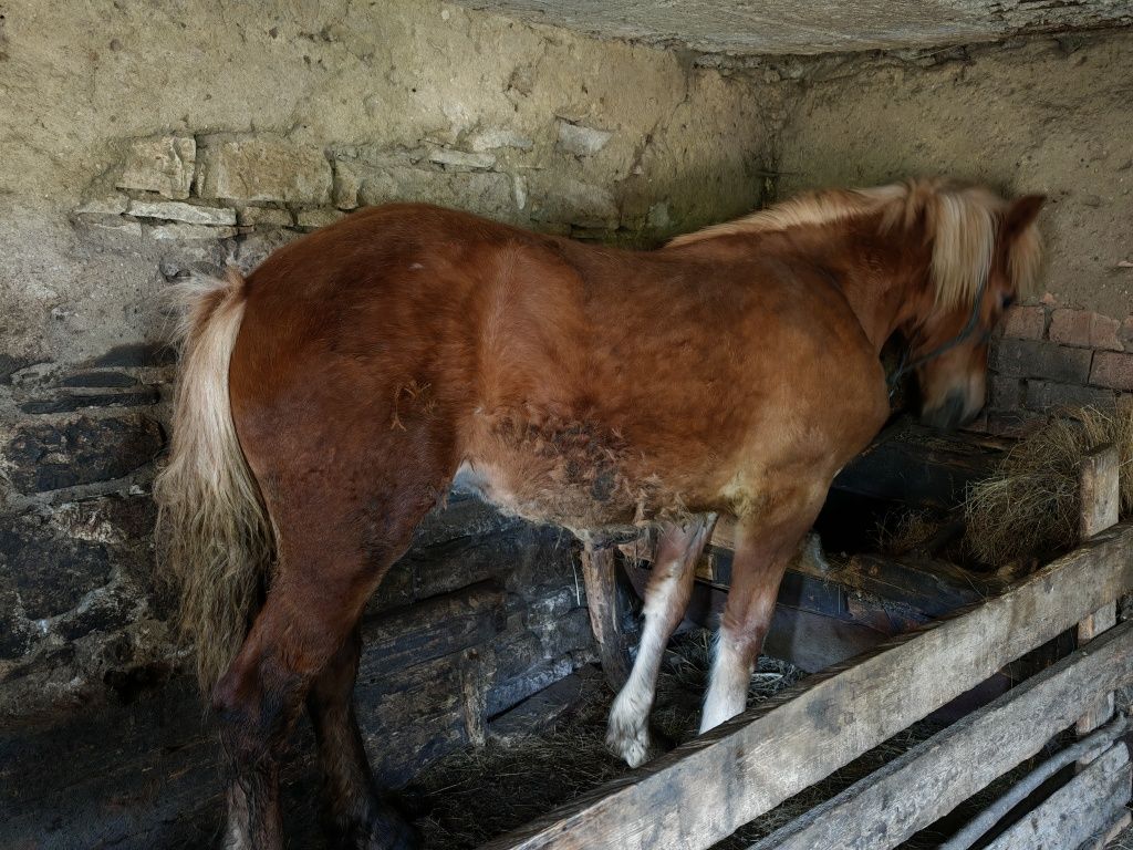 IAPĂ 12 Luni, comuna Borșa