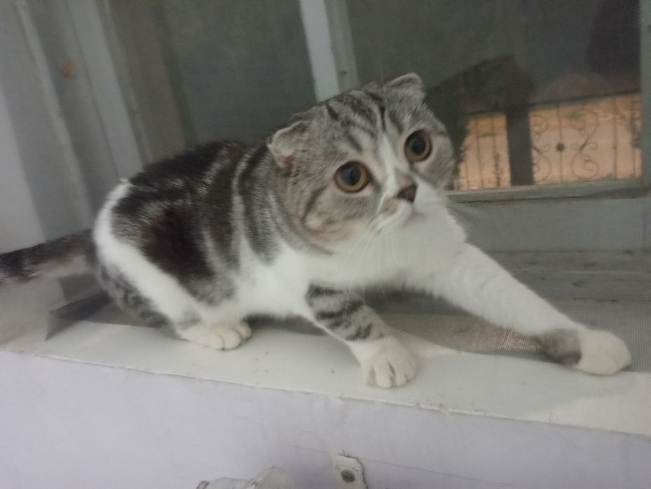 Милая кошка очень дёшево. Готова к вязке