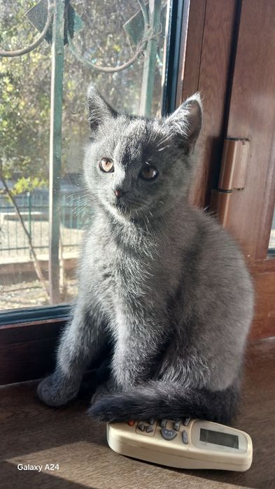 Scottish straight sotiladi