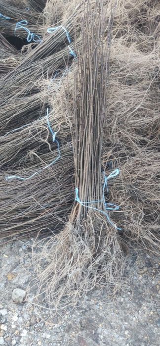 Doriti sa impaduriti cu puieti de salcam proaspăt recoltati