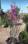 Magnolia tufa sau copac solengiana