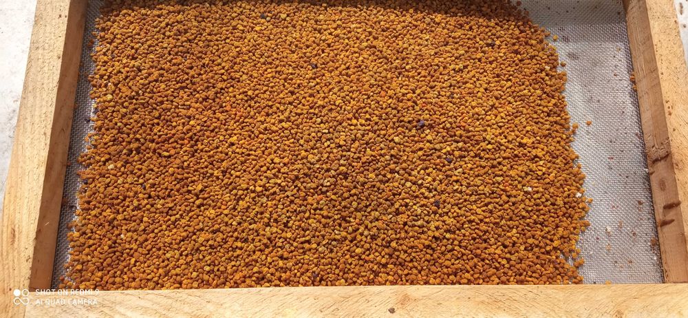 Пчелен прашец (реколта 2025г.)