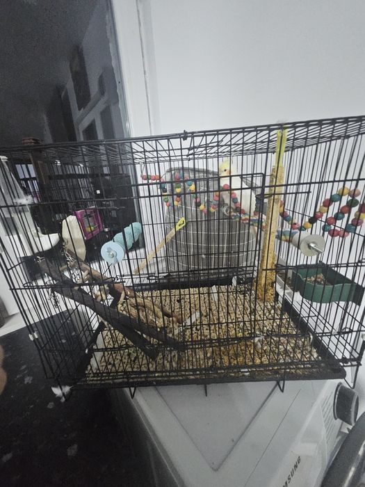 Vând papagal nimfa mascul