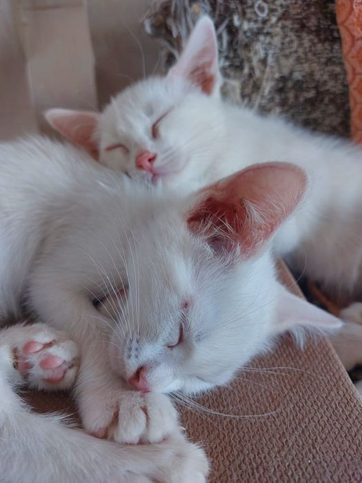 Котята,в добрые руки,шотландцы вислоухие