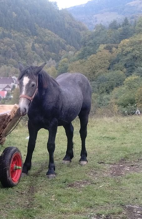Mânz de 1 an de vanzare