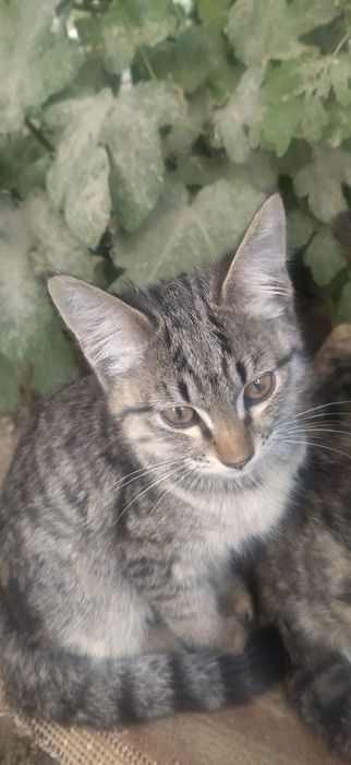 Отдам даром котят